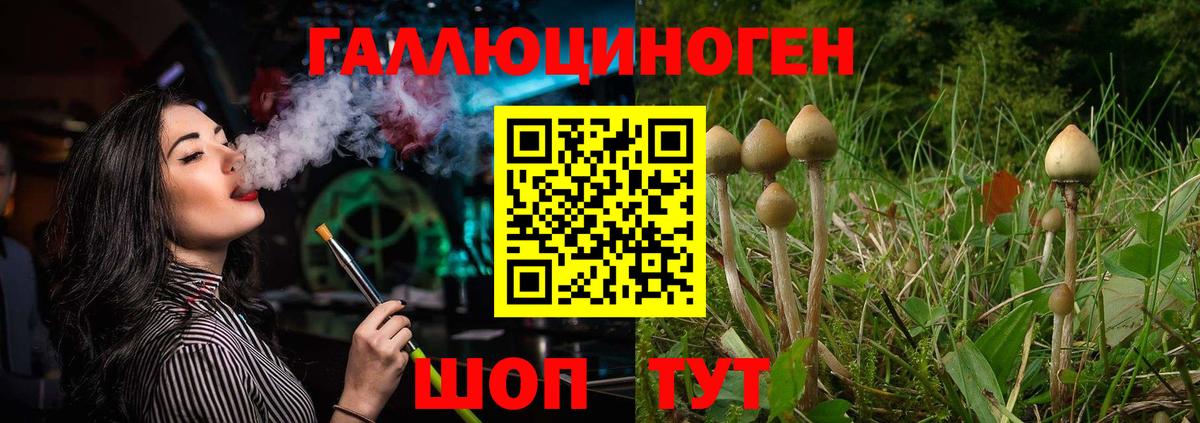 Псилоцибиновые грибы Psilocybe Благовещенск